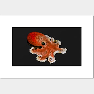 Small octopus v2 Posters and Art